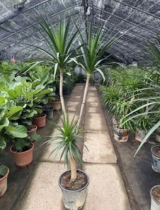 领略镇海花卉租摆魅力，畅享清新舒适空间