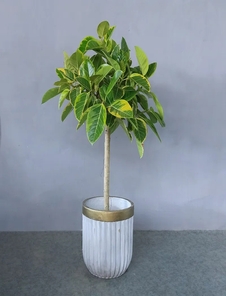 宁波前湾植物出租，开启绿色租赁新体验